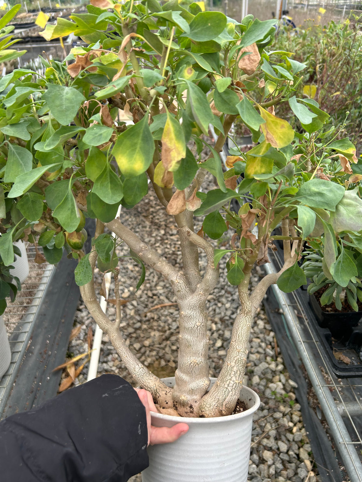 Othonna triplinervia - BotanicalCollector