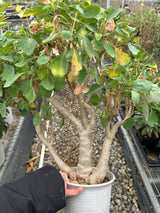 Othonna triplinervia - BotanicalCollector