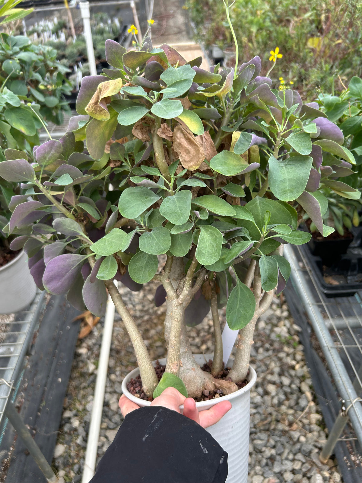 Othonna triplinervia - BotanicalCollector