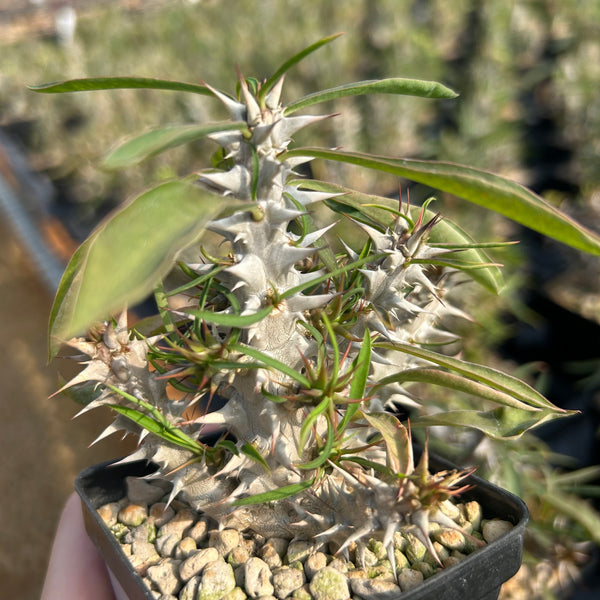 Euphorbia brachyphylla - BotanicalCollector
