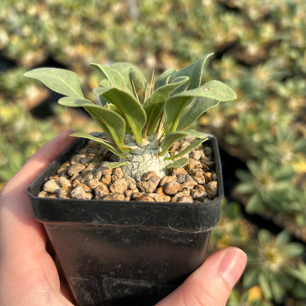 Pachypodium namaquanum | Seed-grown | W1.5CM