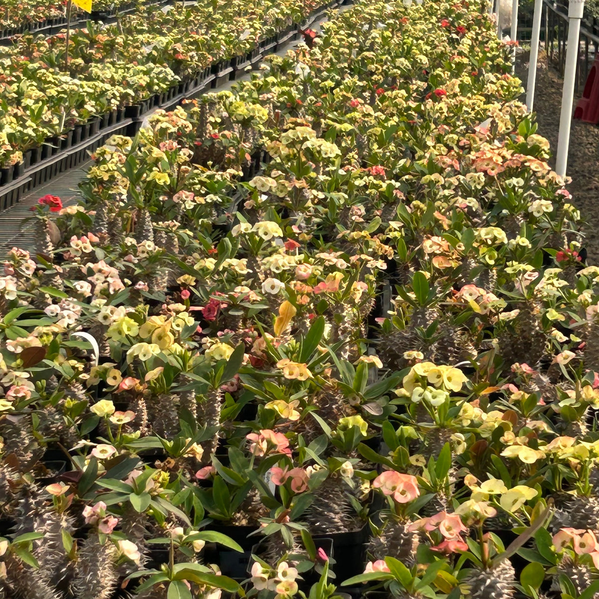 Euphorbia parvimedusae hyb Seeds — Euphorbia — 2026 seed listing — 1 Seed — image 2: plants growing together in a nursery reference photo