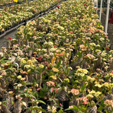 Euphorbia parvimedusae hyb Seeds — Euphorbia — 2026 seed listing — 1 Seed — image 2: plants growing together in a nursery reference photo