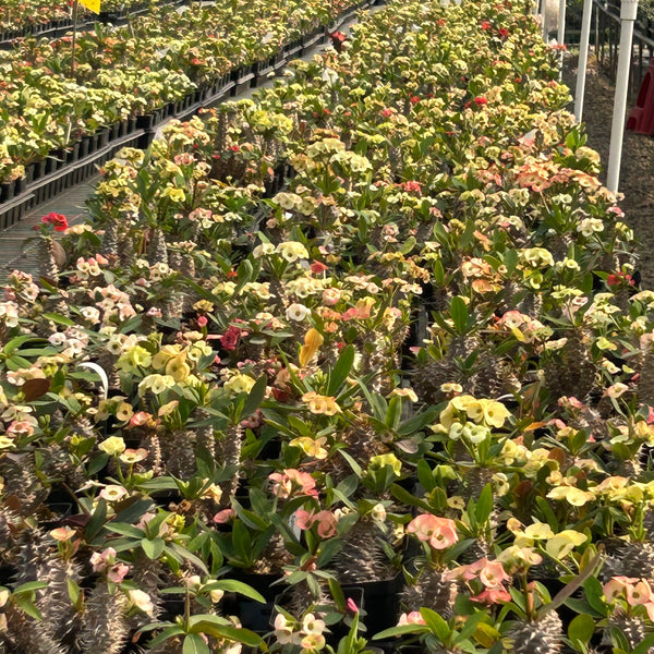Euphorbia parvimedusae hyb Seeds — Euphorbia — 2026 seed listing — 1 Seed — image 2: plants growing together in a nursery reference photo