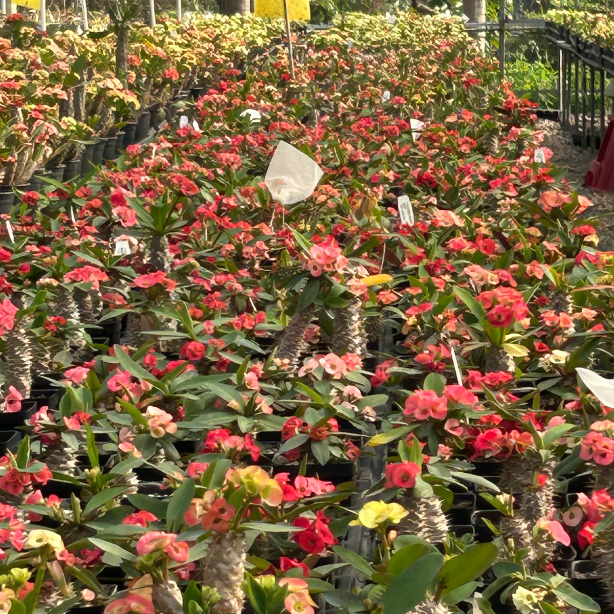 Euphorbia parvimedusae hyb Seeds — Euphorbia — 2026 seed listing — 1 Seed — image 3: plants growing together in a nursery reference photo