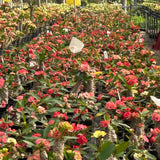 Euphorbia parvimedusae hyb Seeds — Euphorbia — 2026 seed listing — 1 Seed — image 3: plants growing together in a nursery reference photo
