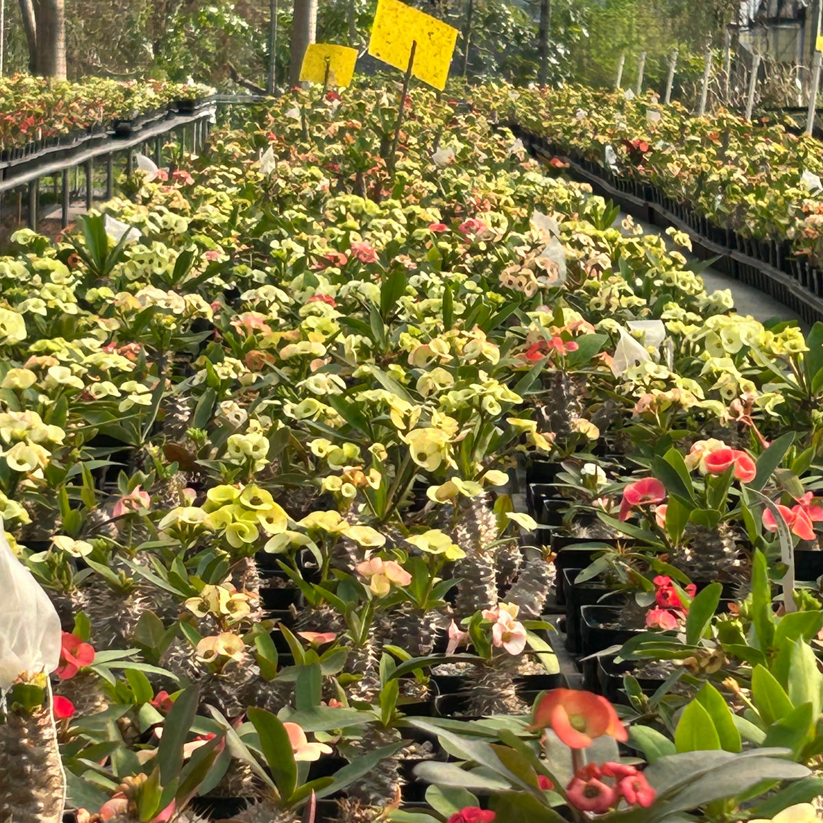 Euphorbia parvimedusae hyb Seeds — Euphorbia — 2026 seed listing — 1 Seed — image 4: plants growing together in a nursery reference photo
