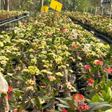 Euphorbia parvimedusae hyb Seeds — Euphorbia — 2026 seed listing — 1 Seed — image 4: plants growing together in a nursery reference photo
