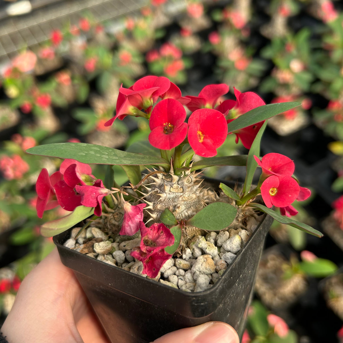 Euphorbia parvimedusae hyb Seeds — Euphorbia — 2026 seed listing — 1 Seed — image 5: flowers on a plant reference, not a photo of the seeds