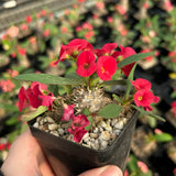Euphorbia parvimedusae hyb Seeds — Euphorbia — 2026 seed listing — 1 Seed — image 5: flowers on a plant reference, not a photo of the seeds