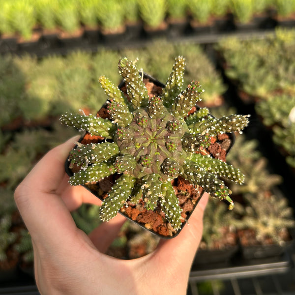 Euphorbia gamkensis
