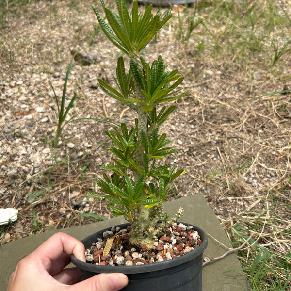 Dorstenia gigas bullata