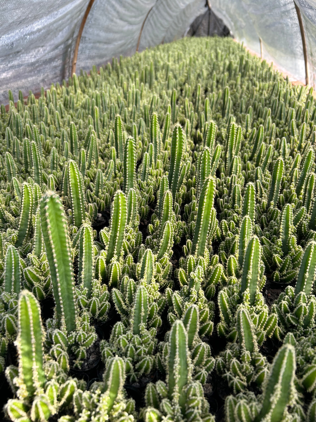 Cereus tetragonus - BotanicalCollector