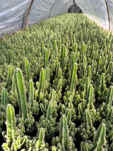 Cereus tetragonus - BotanicalCollector