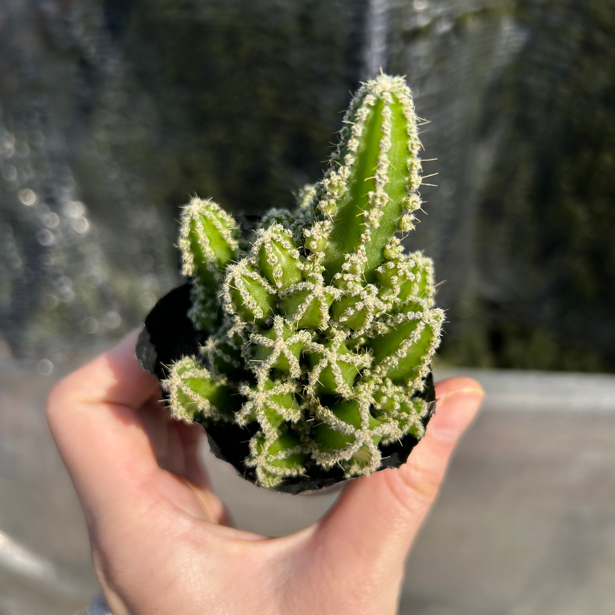 Cereus tetragonus - BotanicalCollector