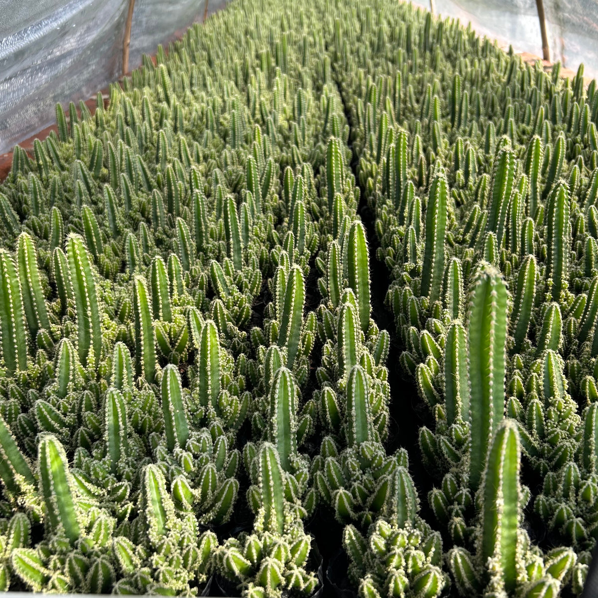 Cereus tetragonus - BotanicalCollector