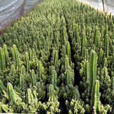 Cereus tetragonus - BotanicalCollector