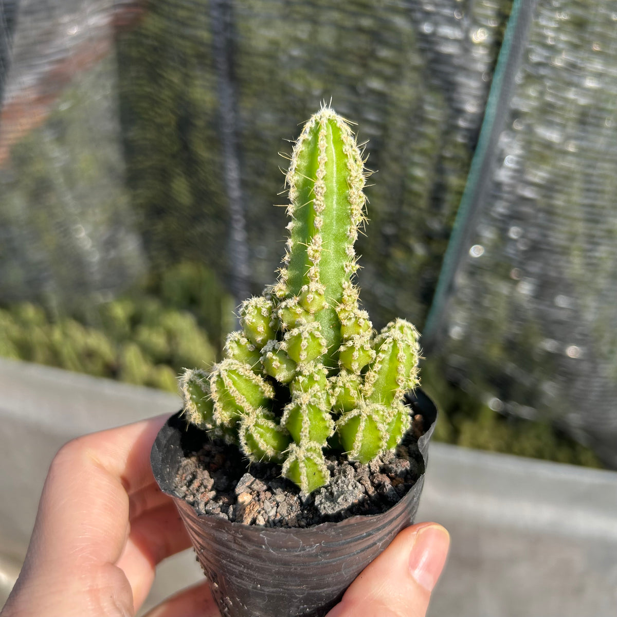 Cereus tetragonus - BotanicalCollector