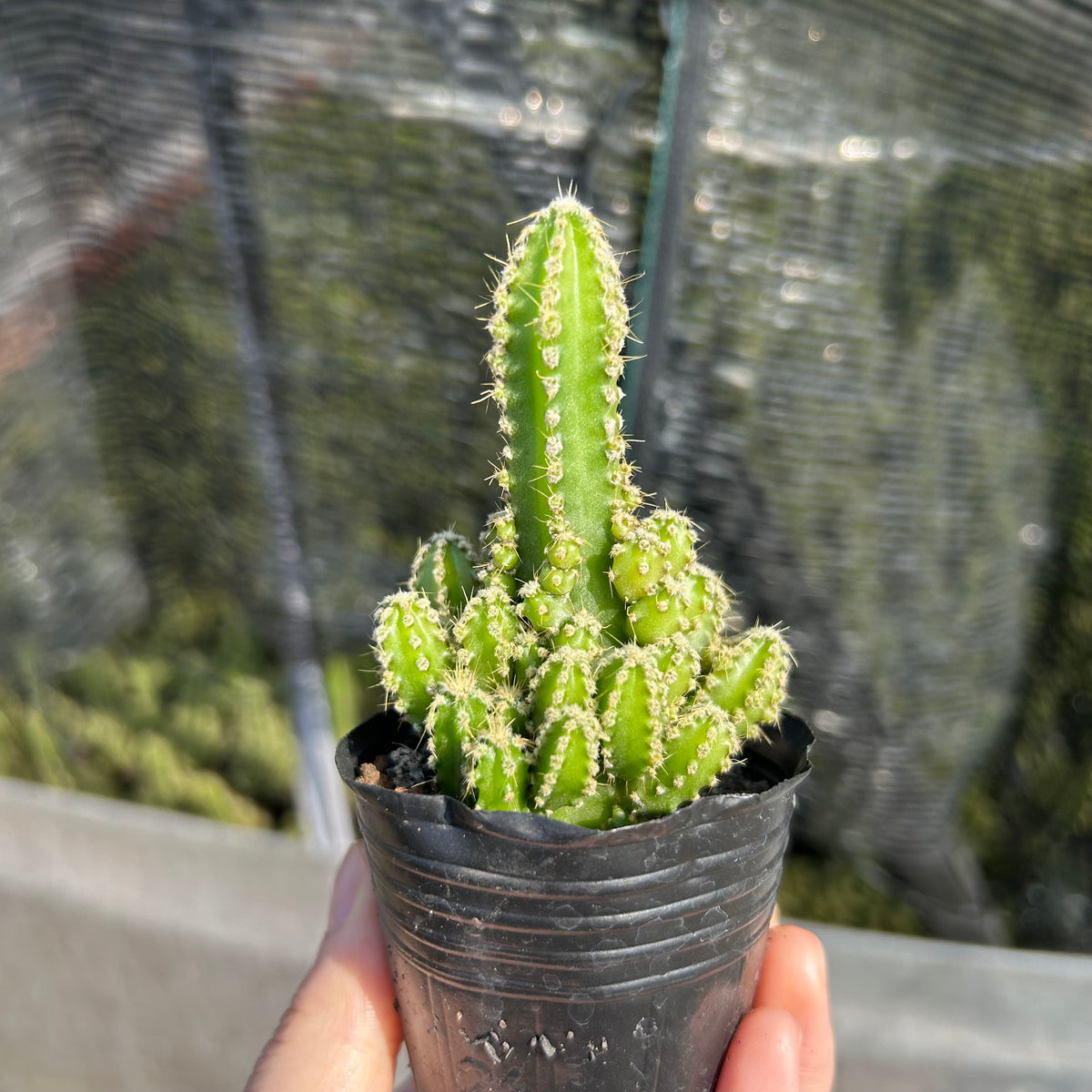 Cereus tetragonus - BotanicalCollector