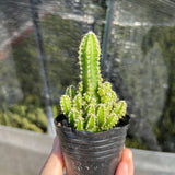 Cereus tetragonus - BotanicalCollector