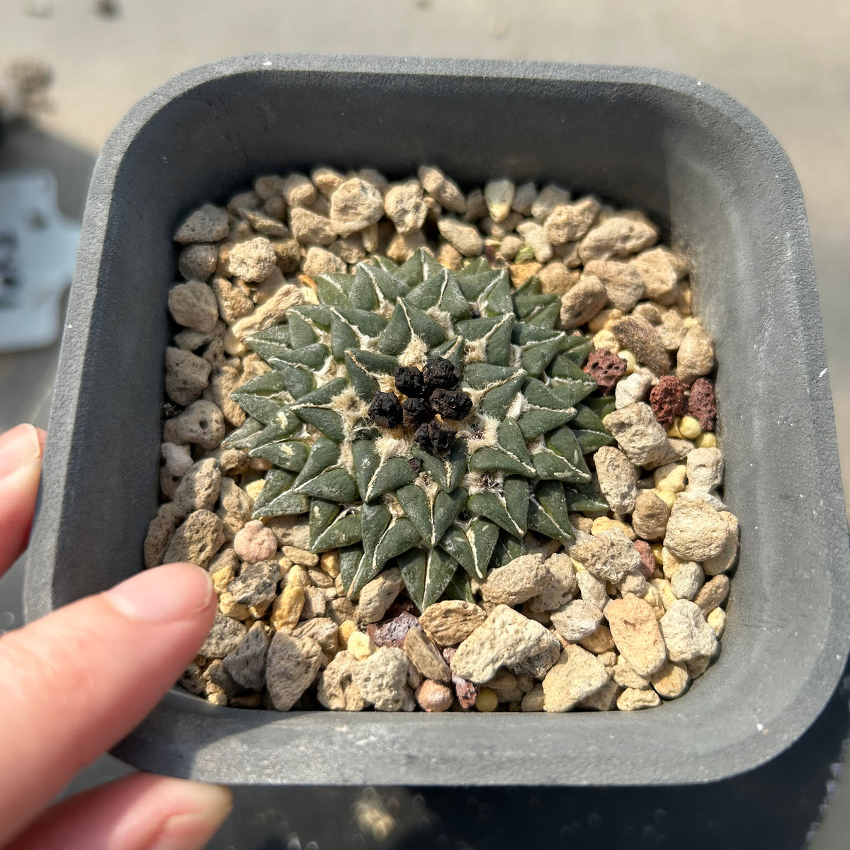 Ariocarpus kotschoubeyanus - BotanicalCollector