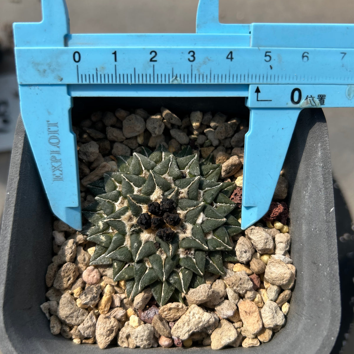 Ariocarpus kotschoubeyanus - BotanicalCollector