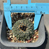 Ariocarpus kotschoubeyanus - BotanicalCollector