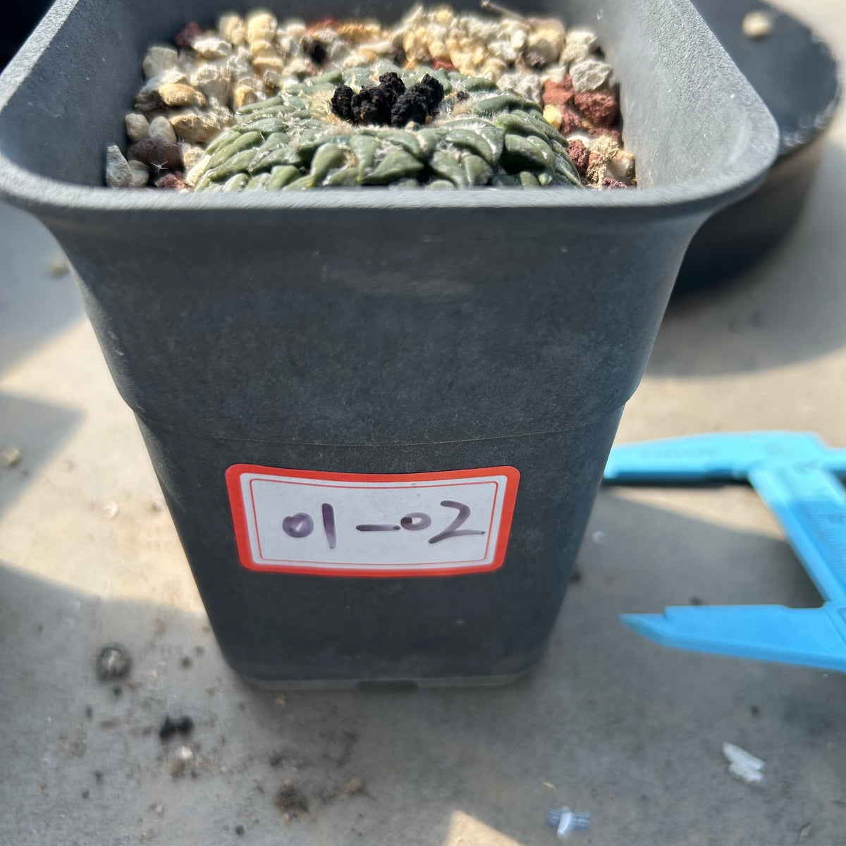 Ariocarpus kotschoubeyanus - BotanicalCollector