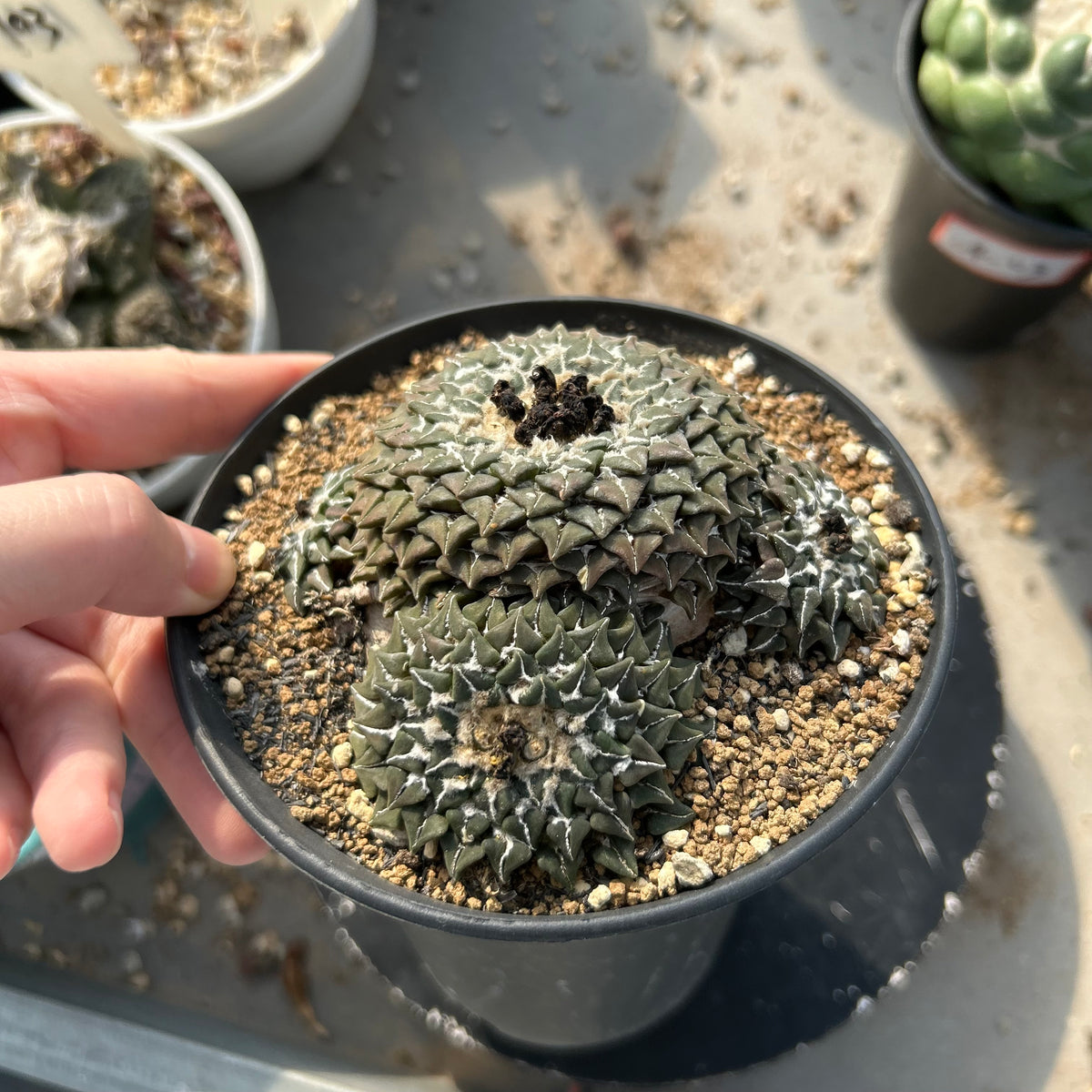 Ariocarpus kotschoubeyanus var. elephantidens