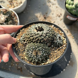 Ariocarpus kotschoubeyanus var. elephantidens