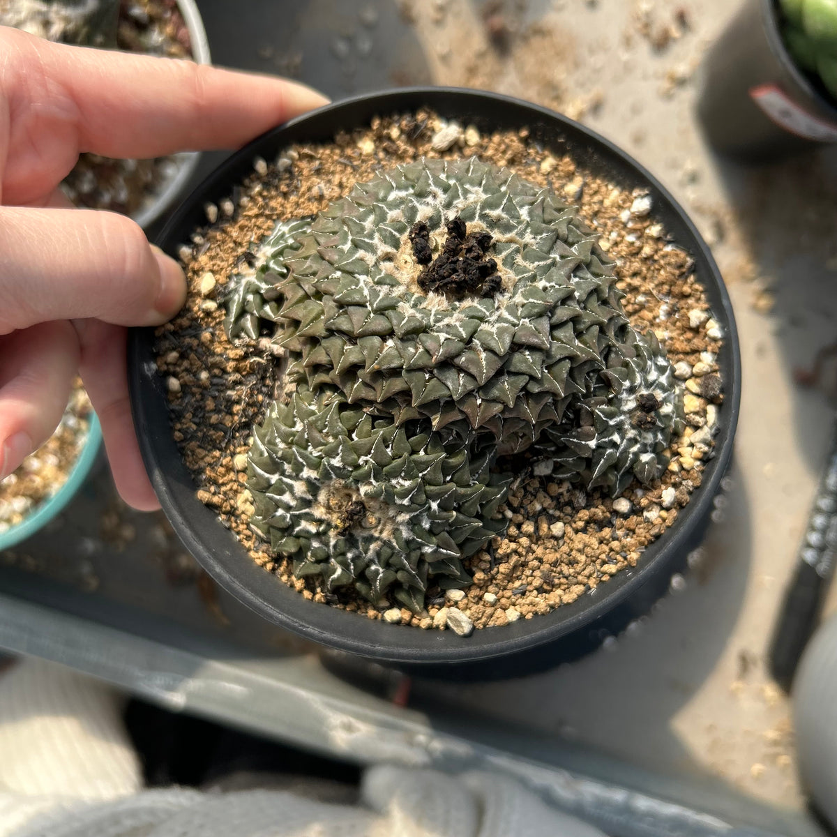 Ariocarpus kotschoubeyanus var. elephantidens