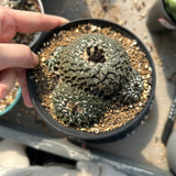 Ariocarpus kotschoubeyanus var. elephantidens