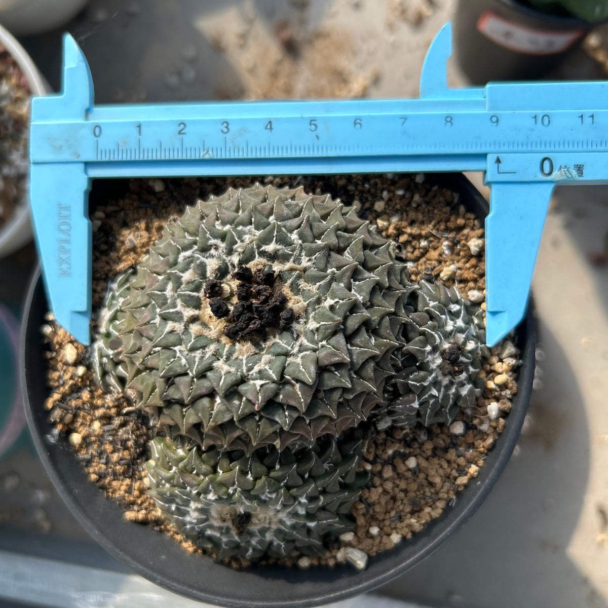 Ariocarpus kotschoubeyanus var. elephantidens