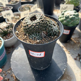 Ariocarpus kotschoubeyanus var. elephantidens