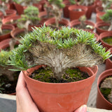 Crested Pachypodium rosulatum var. gracilius — plant photograph 10