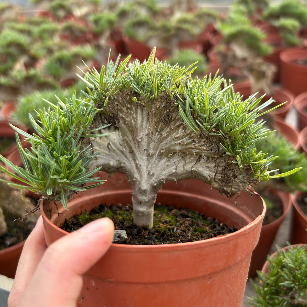 Crested Pachypodium rosulatum var. gracilius — plant photograph 9
