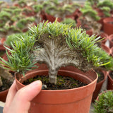 Crested Pachypodium rosulatum var. gracilius — plant photograph 9