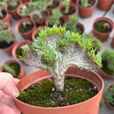 Crested Pachypodium rosulatum var. gracilius — plant photograph 8