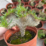 Crested Pachypodium rosulatum var. gracilius — plant photograph 2