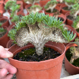 Crested Pachypodium rosulatum var. gracilius — plant photograph 3