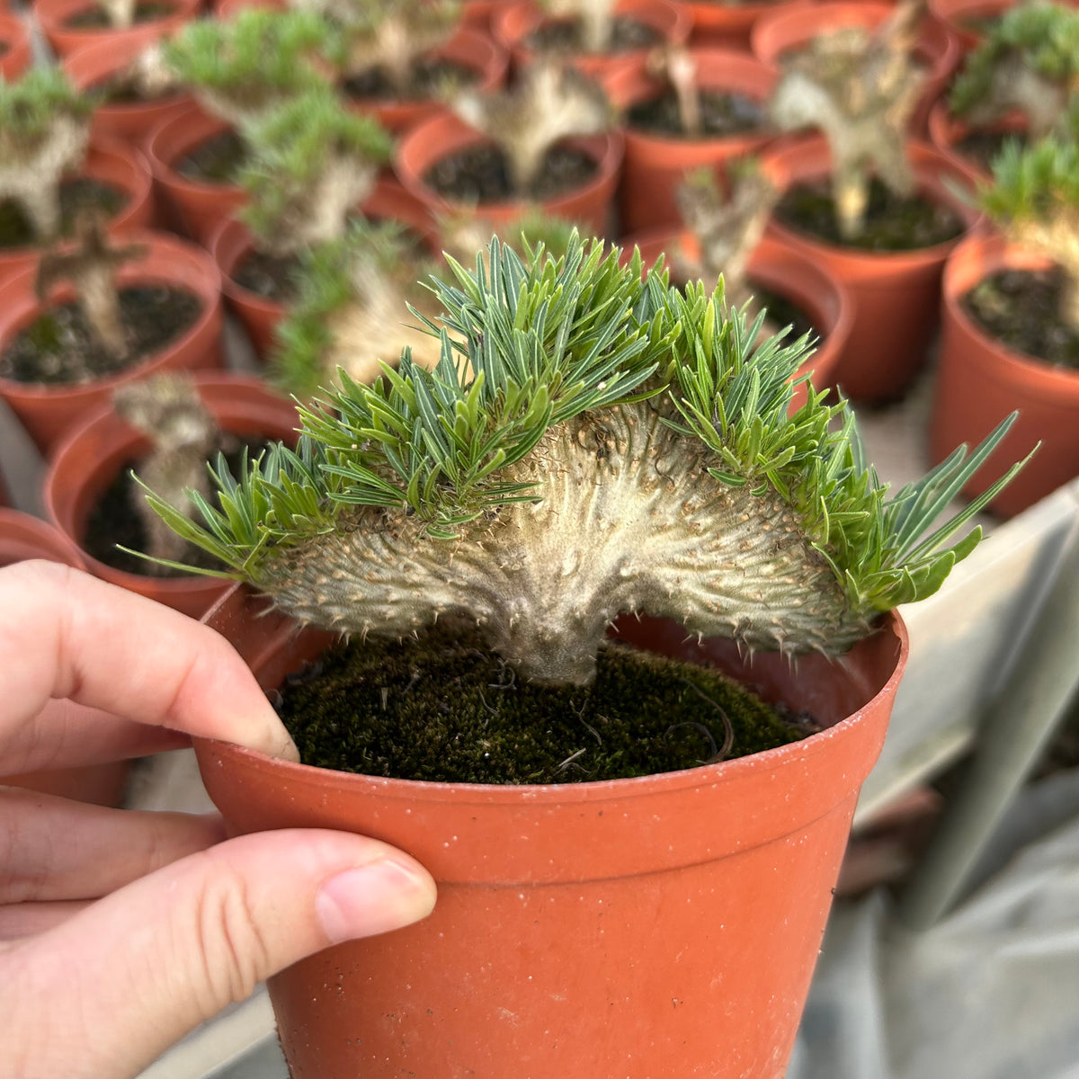 Crested Pachypodium rosulatum var. gracilius — plant photograph 6