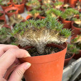 Crested Pachypodium rosulatum var. gracilius — plant photograph 4