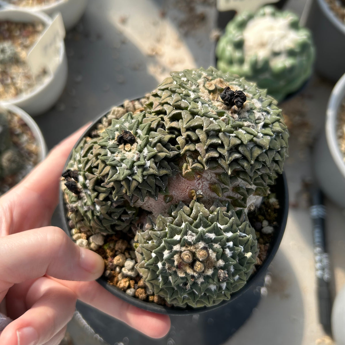Ariocarpus kotschoubeyanus var. elephantidens