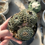 Ariocarpus kotschoubeyanus var. elephantidens