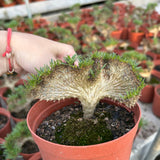 Crested Pachypodium rosulatum var. gracilius — plant photograph 5