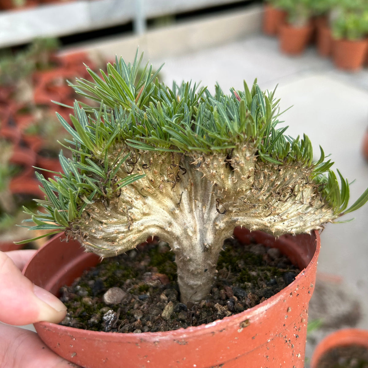 Crested Pachypodium rosulatum var. gracilius — plant photograph 7
