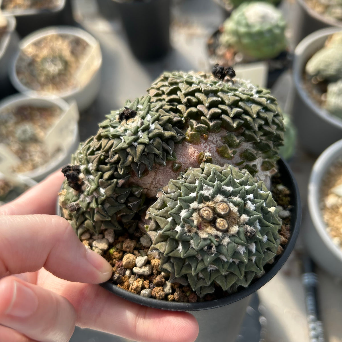 Ariocarpus kotschoubeyanus var. elephantidens