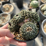 Ariocarpus kotschoubeyanus var. elephantidens