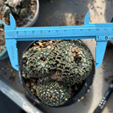 Ariocarpus kotschoubeyanus var. elephantidens
