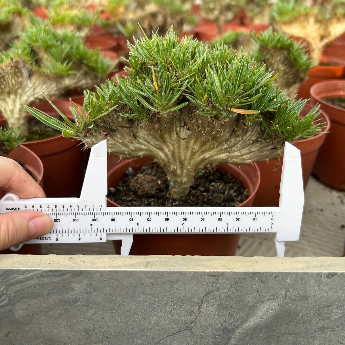 Crested Pachypodium rosulatum var. gracilius — plant photograph 11